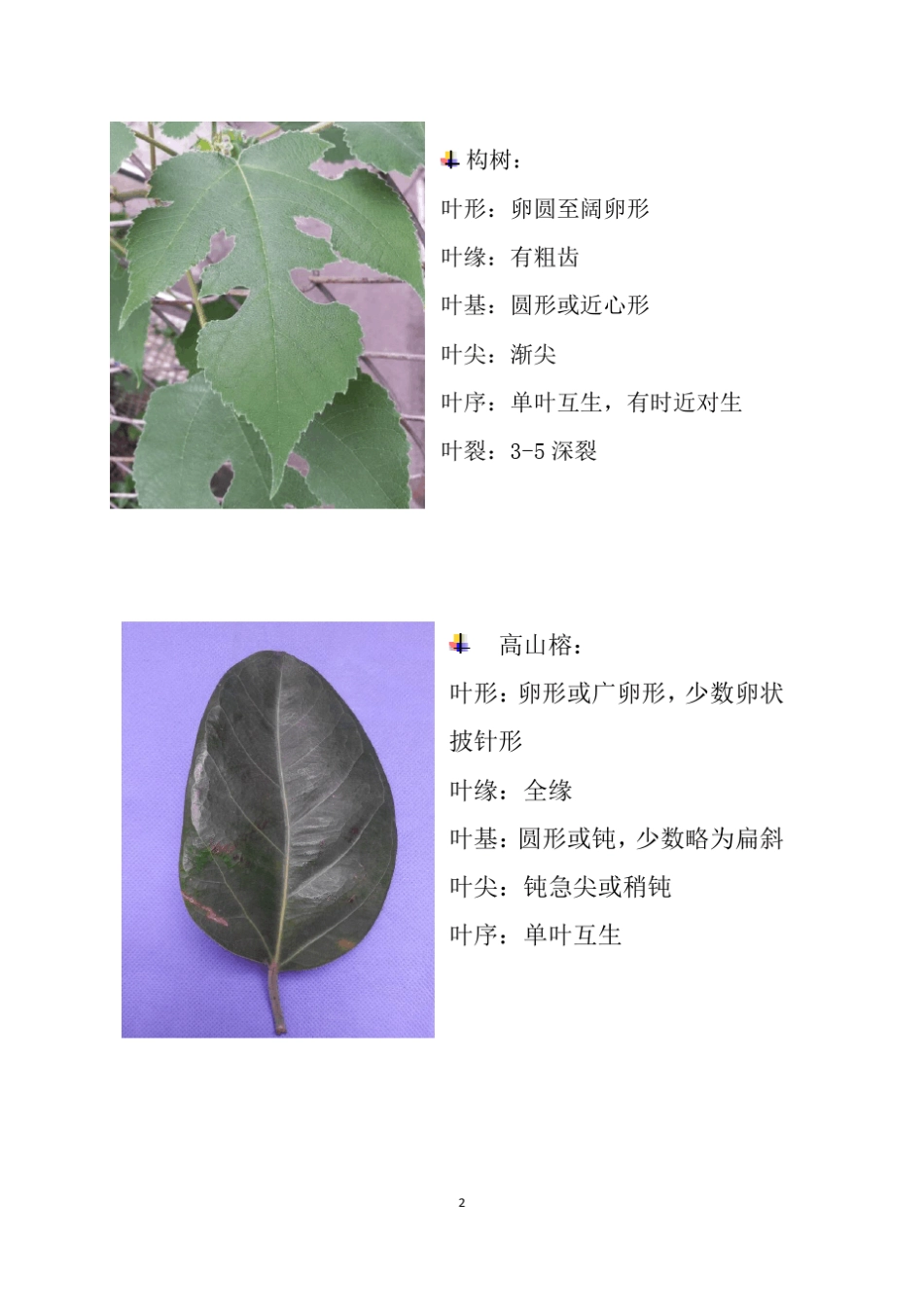 叶子形态特征调查报告_第3页