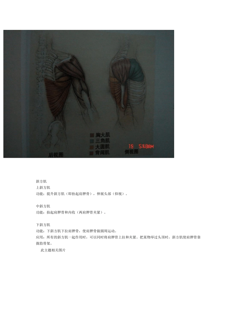 各块肌肉功能与图解_第2页