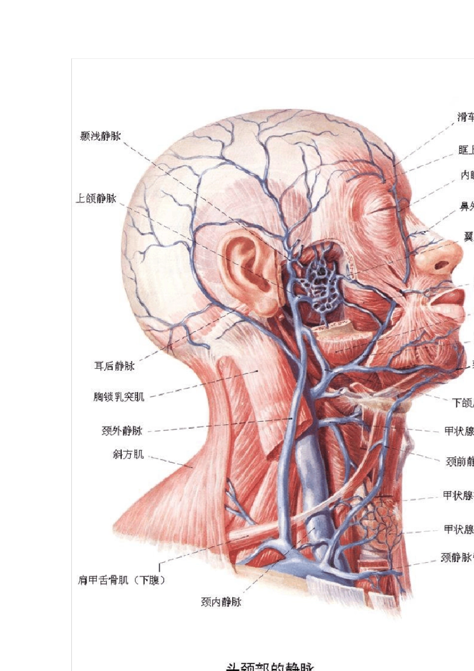 各种口腔解剖图_第3页