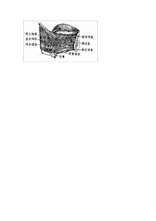 各种口腔解剖图