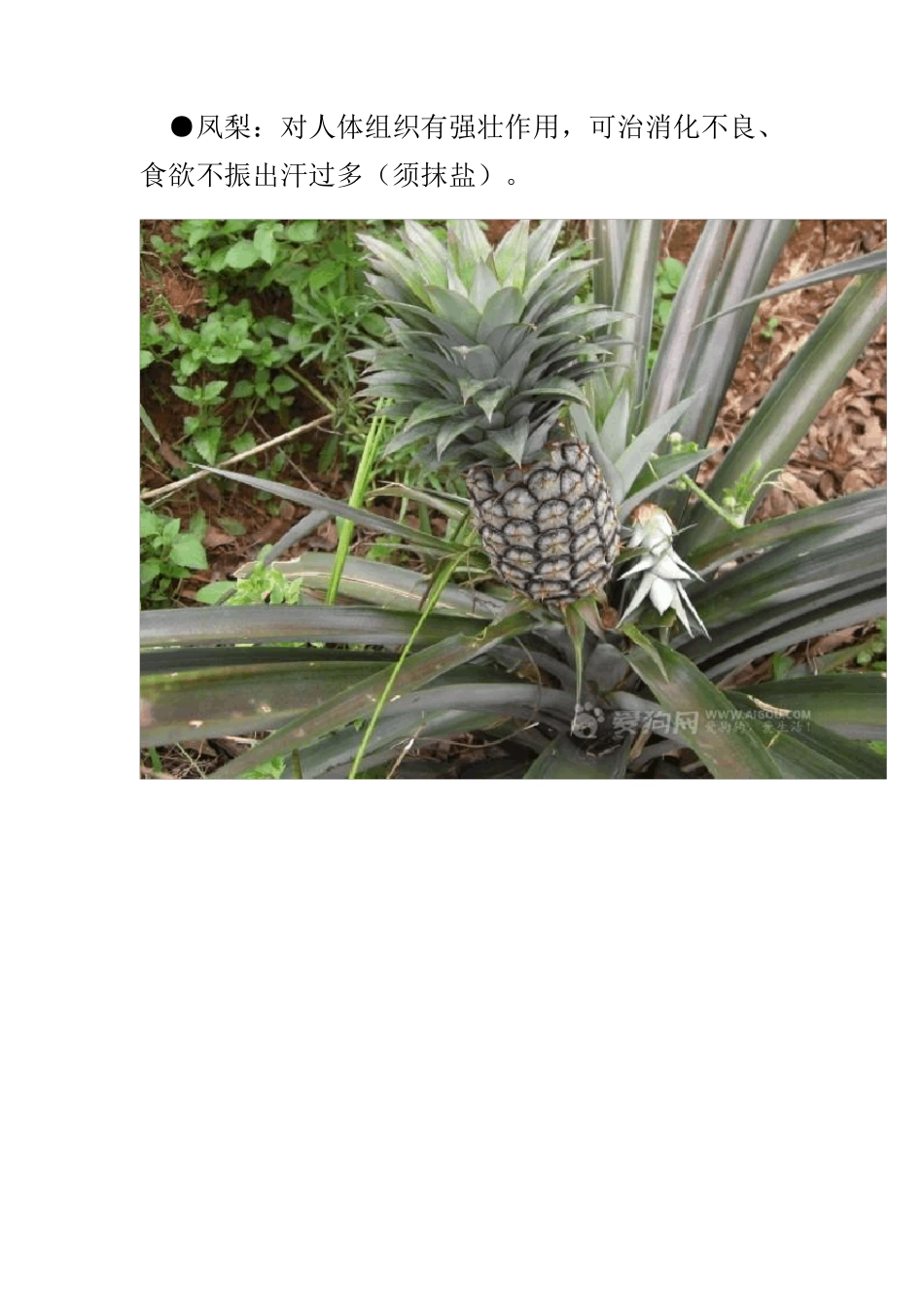 各种水果的药理功能图文版_第2页