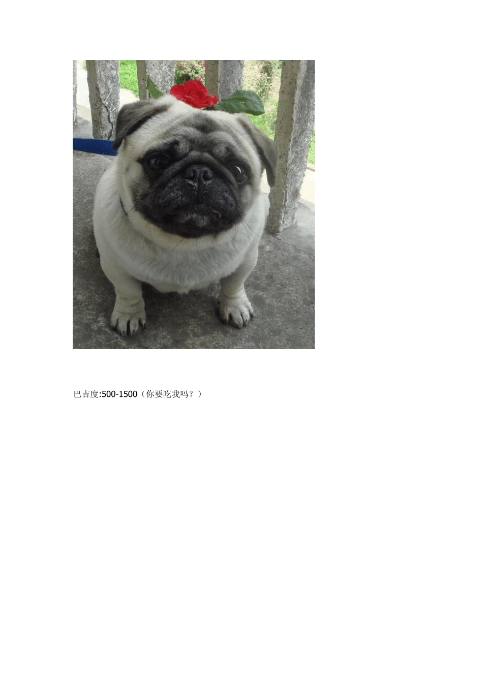 各种狗狗及价格,喜欢可以收藏_第2页