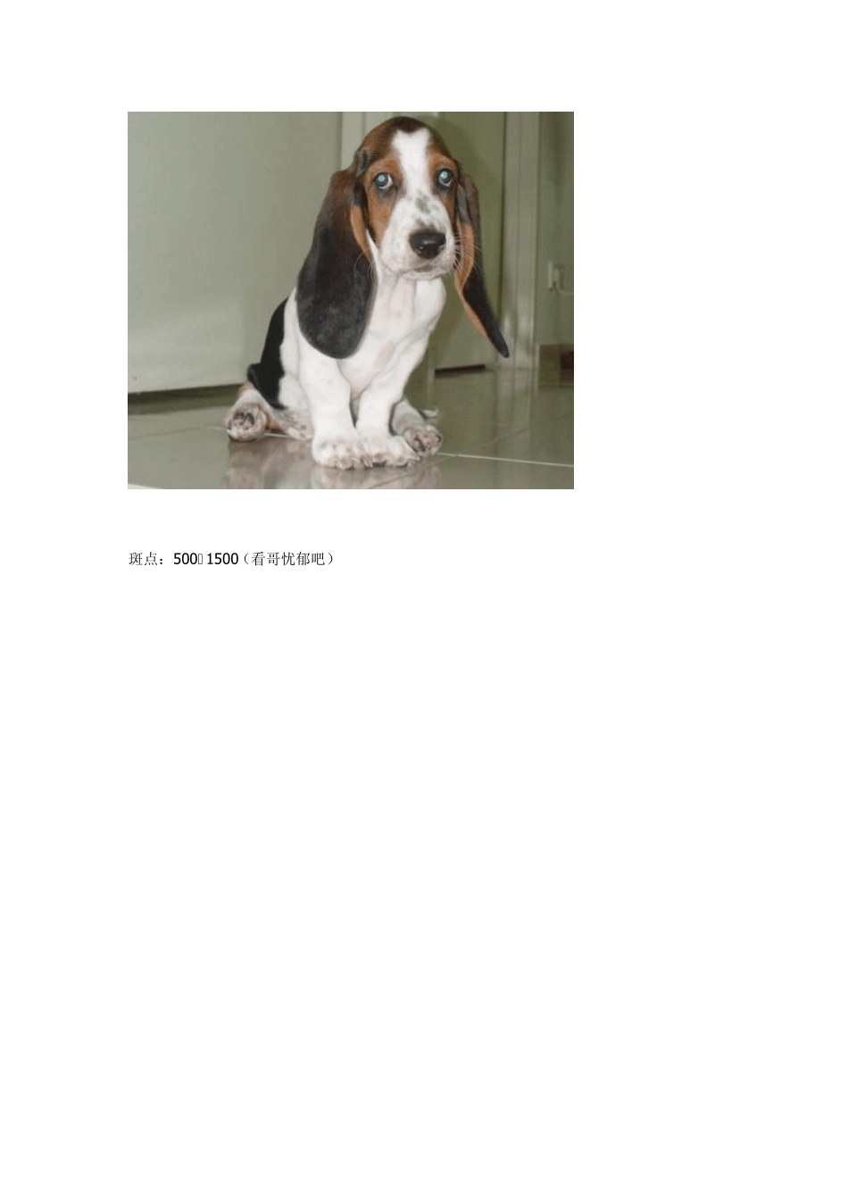 各种狗狗及价格,喜欢可以收藏_第3页