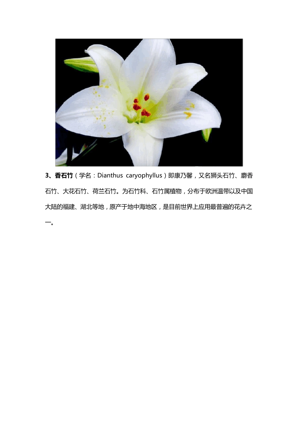 各种花卉图片及简介_第2页