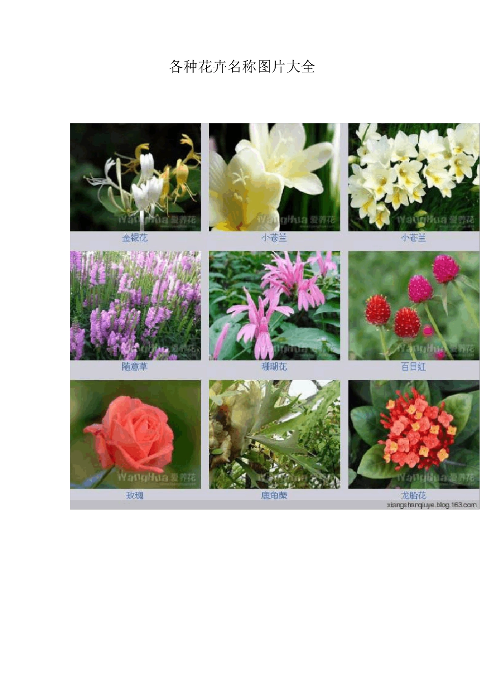 各种花卉名称图片大全_第1页