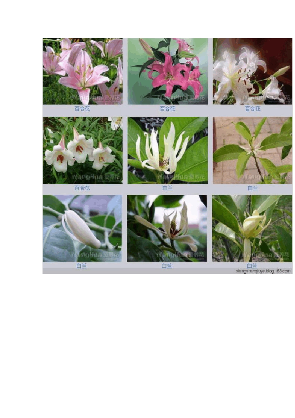 各种花卉名称图片大全_第2页
