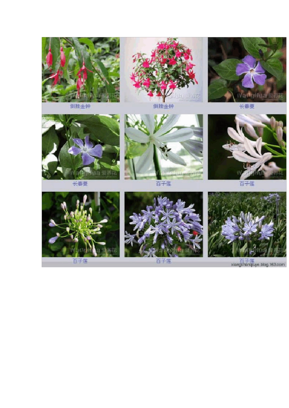 各种花卉名称图片大全_第3页