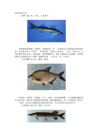 各种鱼类图谱