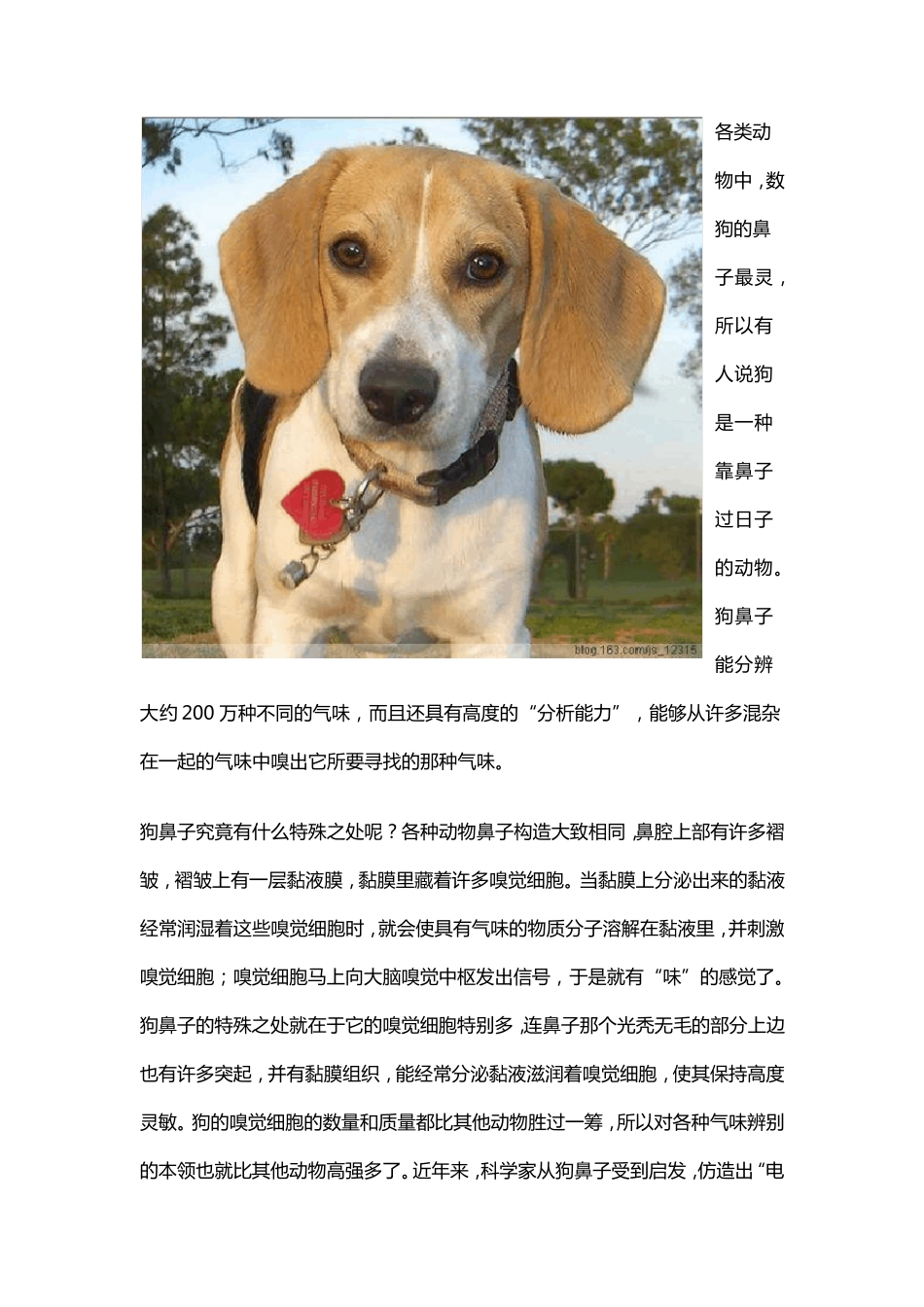 各类动物的鼻子_第1页