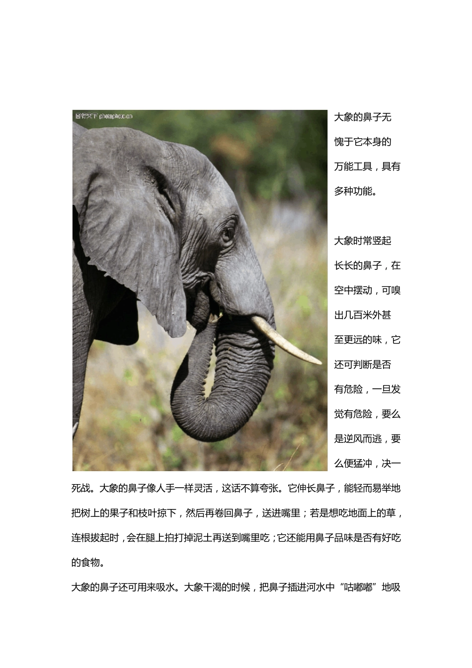 各类动物的鼻子_第3页