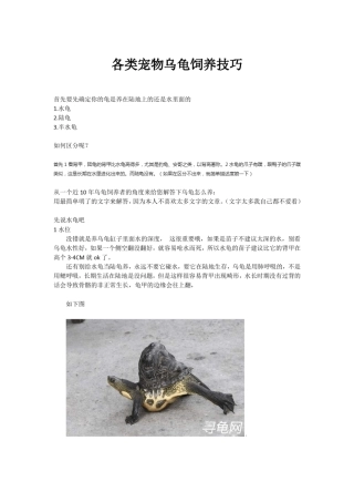 各类宠物乌龟的饲养方法