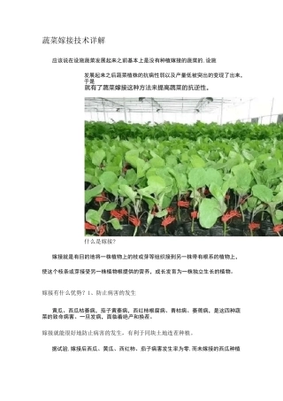 蔬菜嫁接技术详解