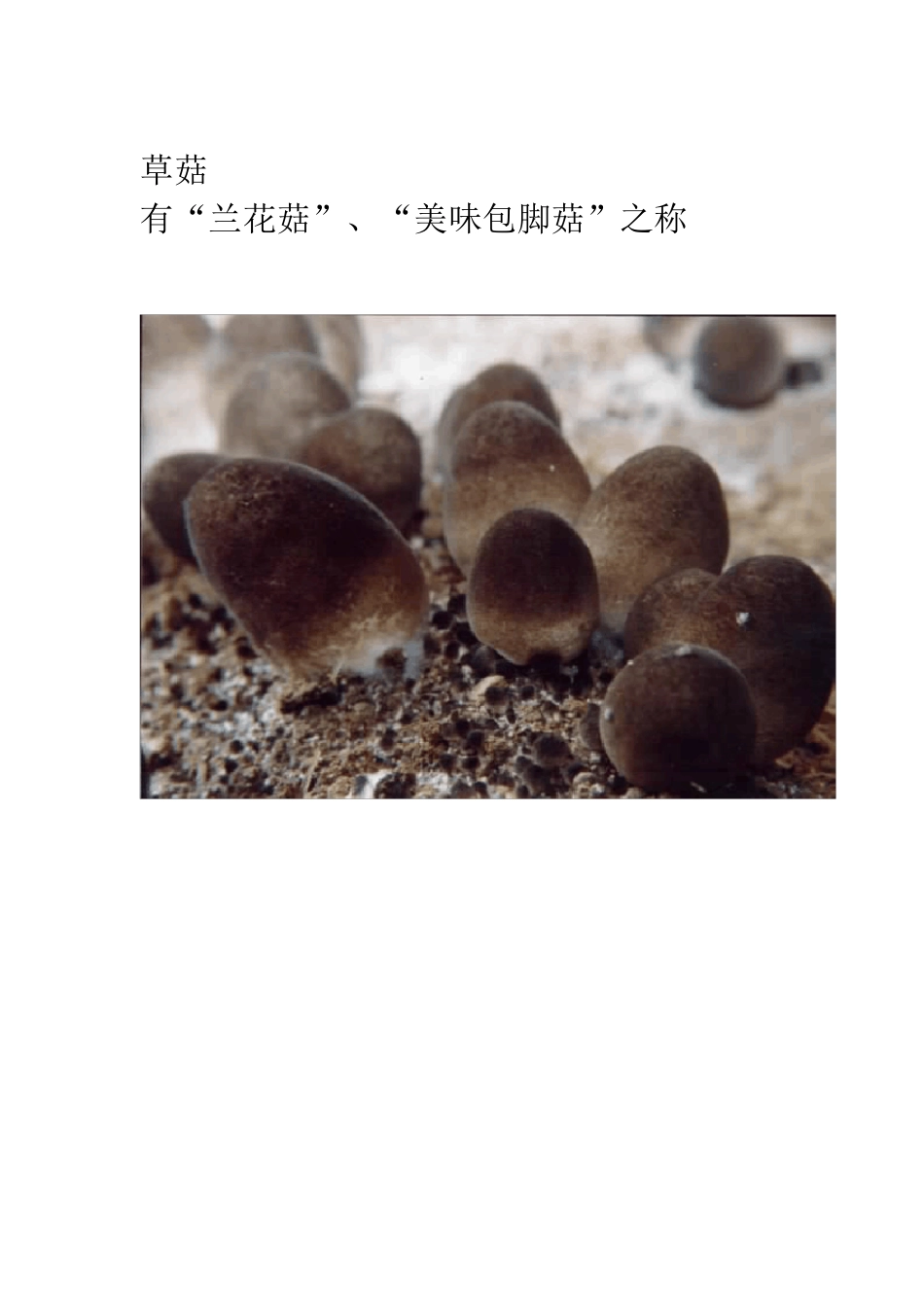 各类菌菇品种_第3页
