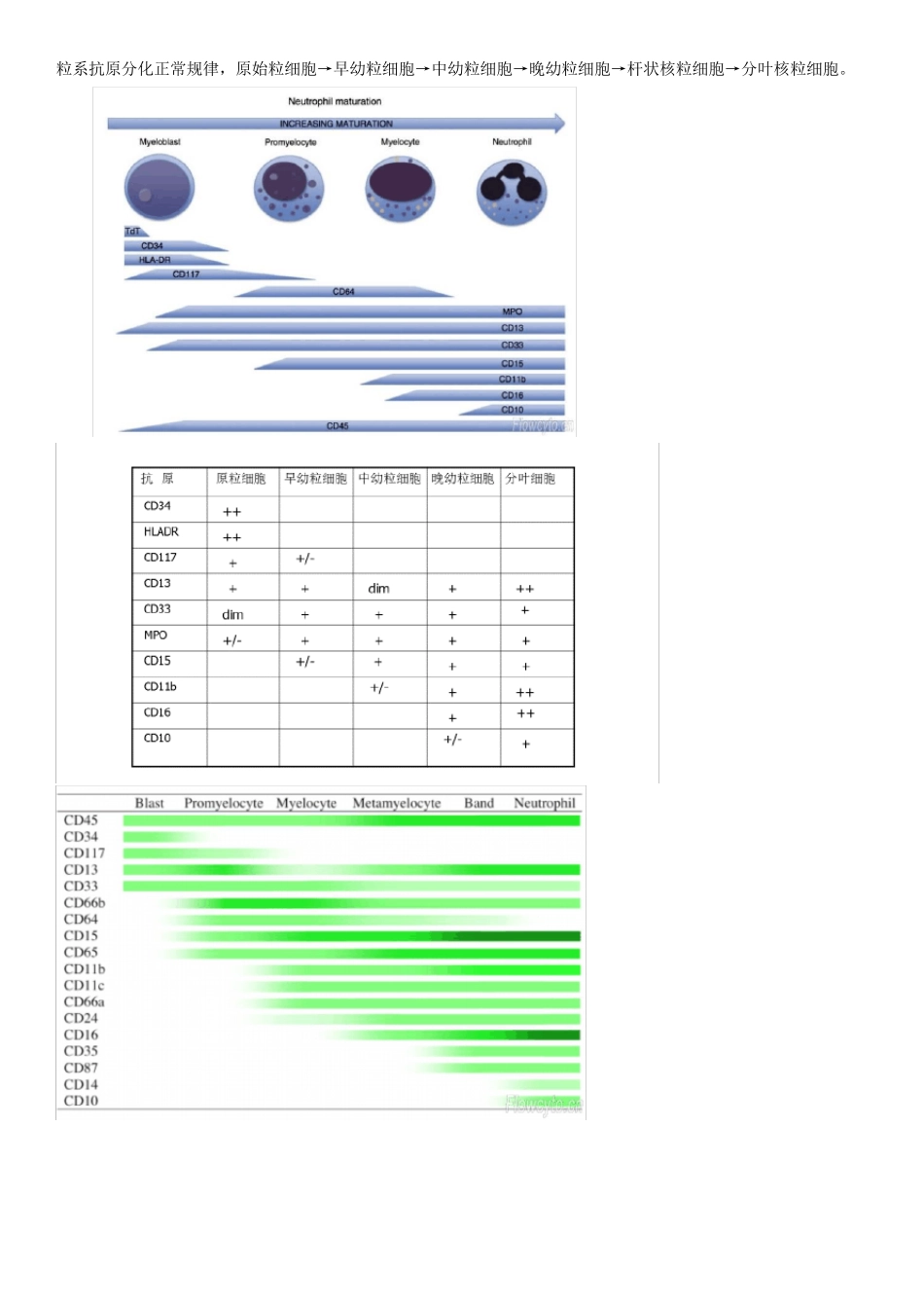 各系细胞正常抗原分化规律和散点图_第2页