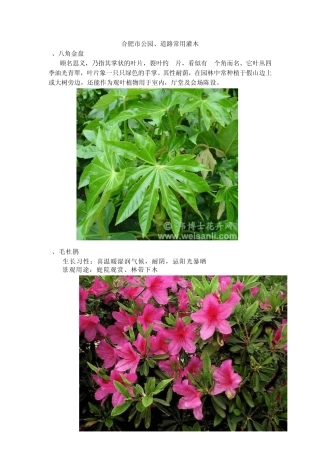 合肥市公园道路常用灌木