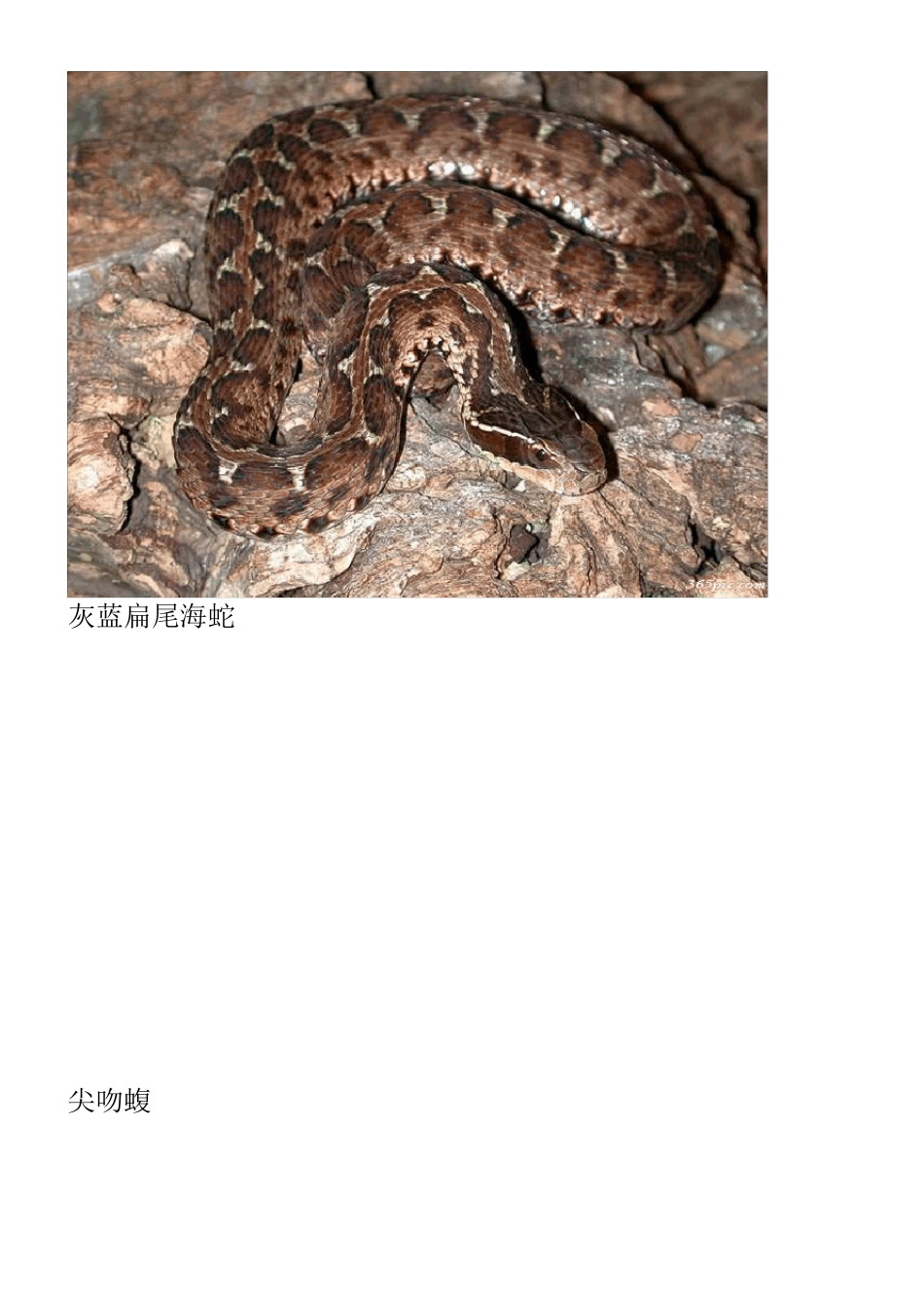 名蛇图片大全_第2页
