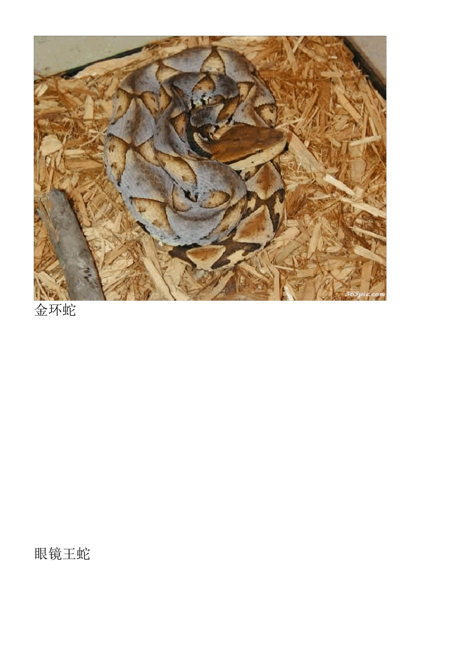 名蛇图片大全_第3页