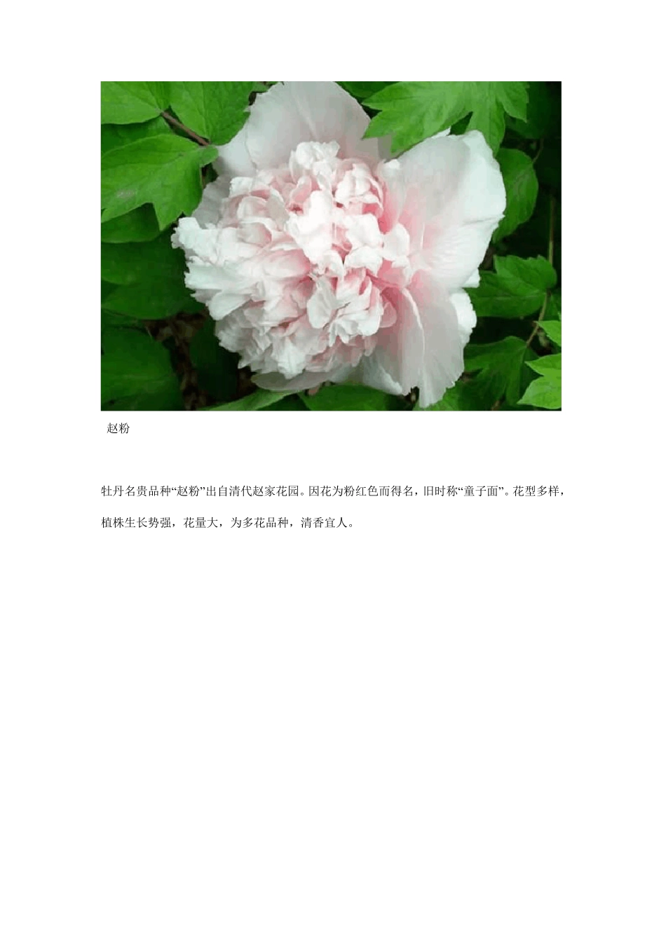 名贵的牡丹花品种大全_第2页