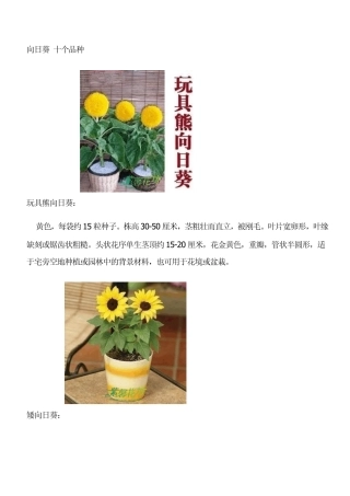 向日葵十个品种