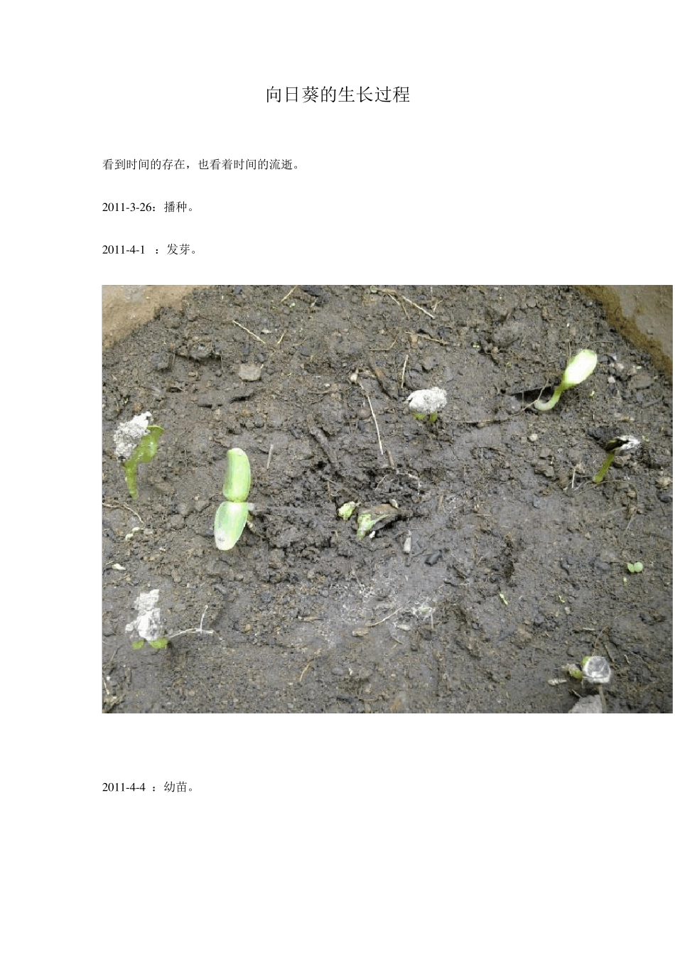 向日葵的生长过程_第1页