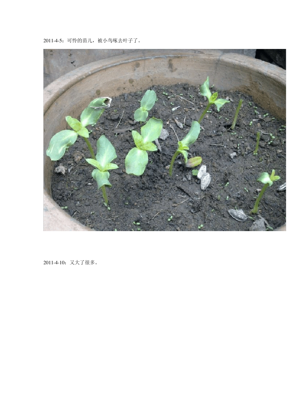 向日葵的生长过程_第3页