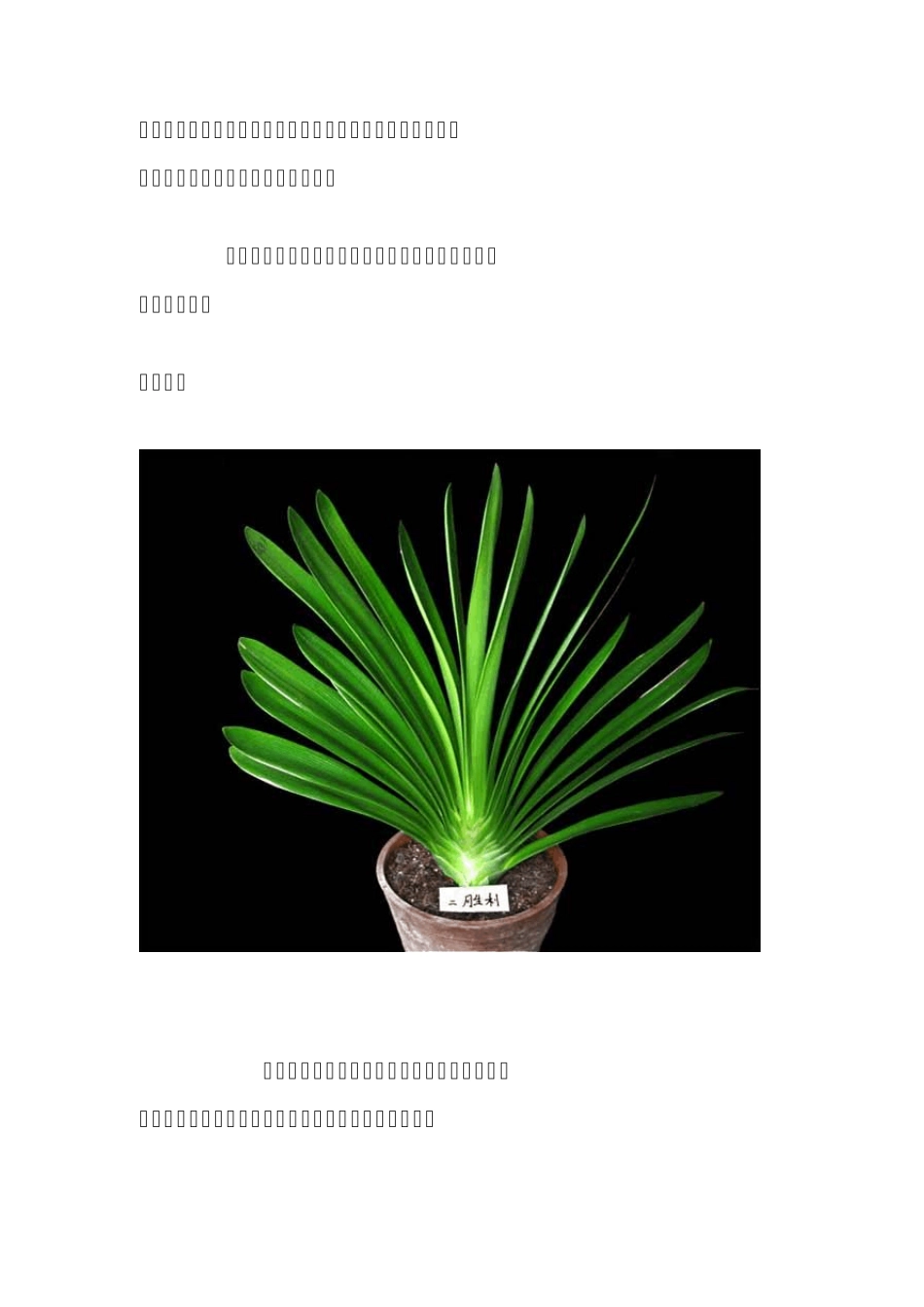 君子兰名贵品种大全_第2页