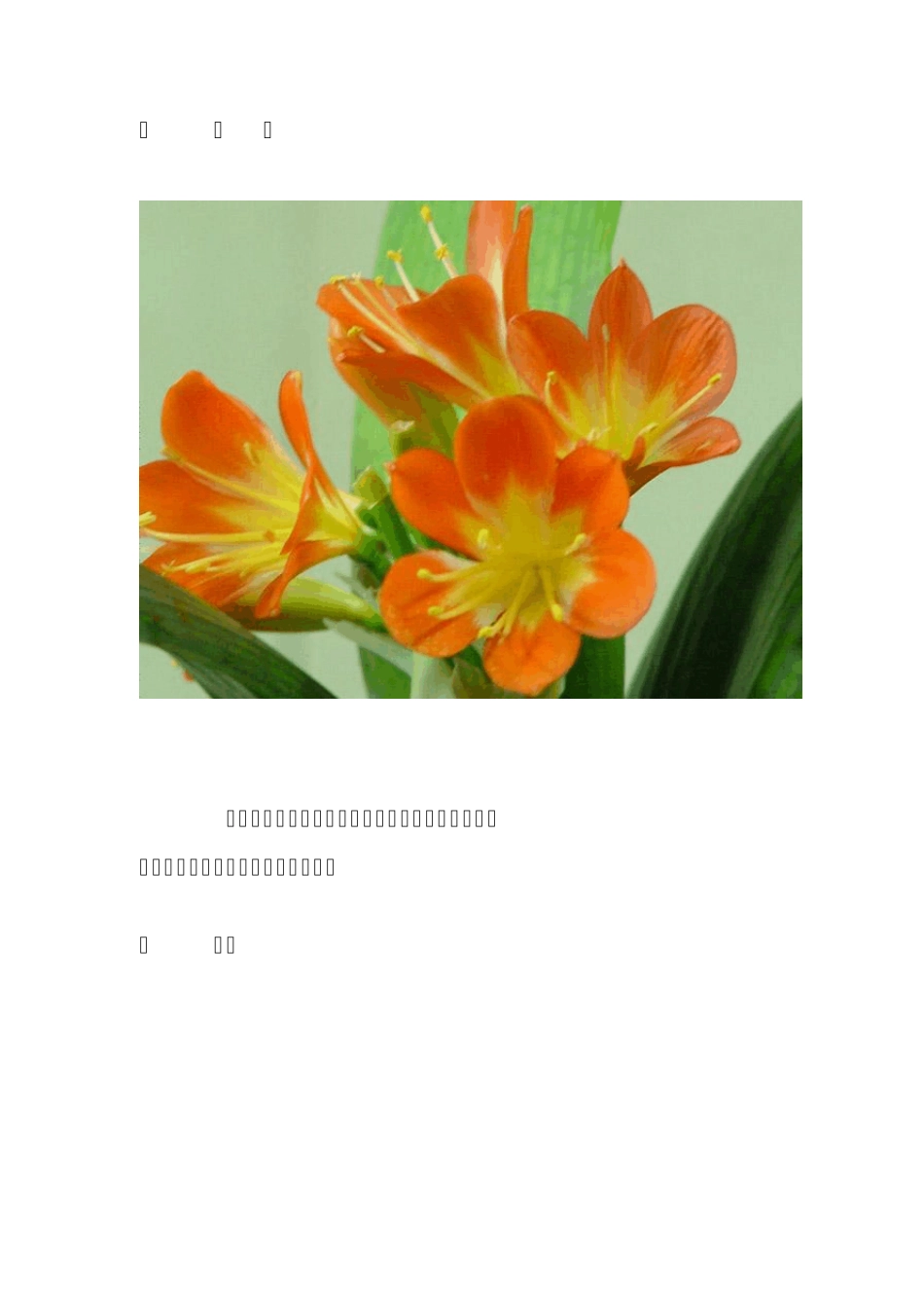 君子兰名贵品种大全_第3页