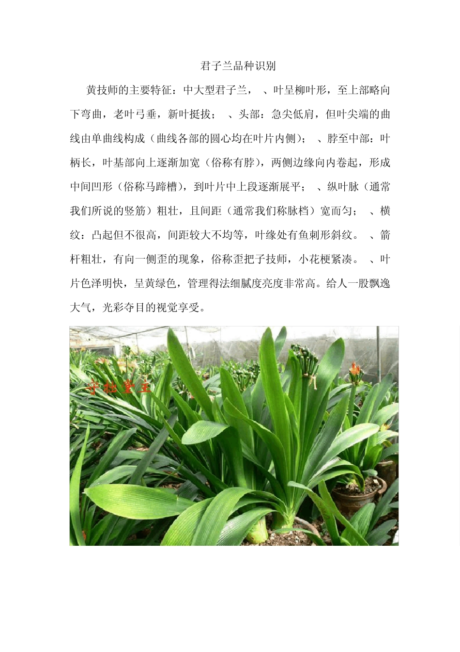 君子兰品种识别_第1页