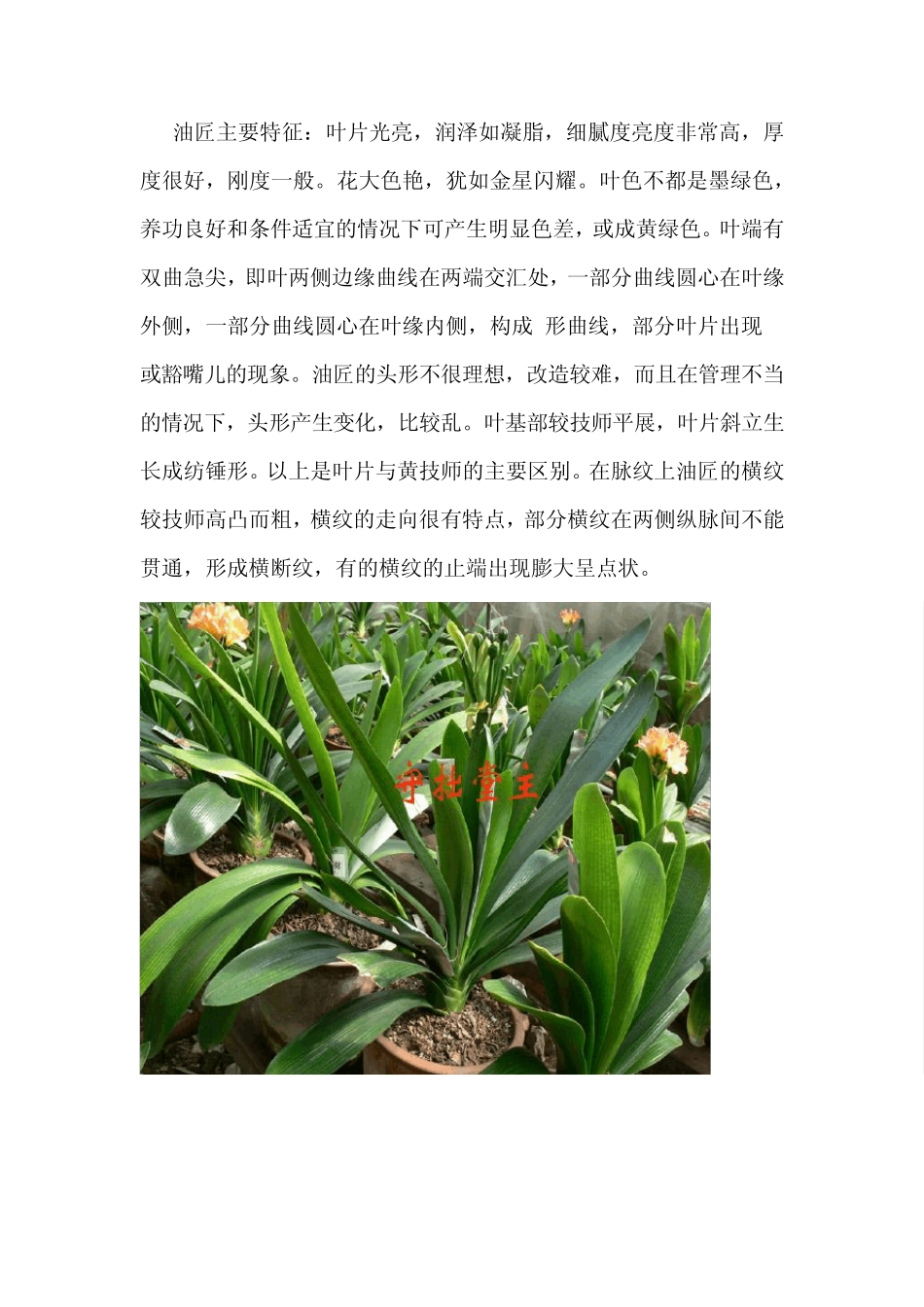 君子兰品种识别_第3页