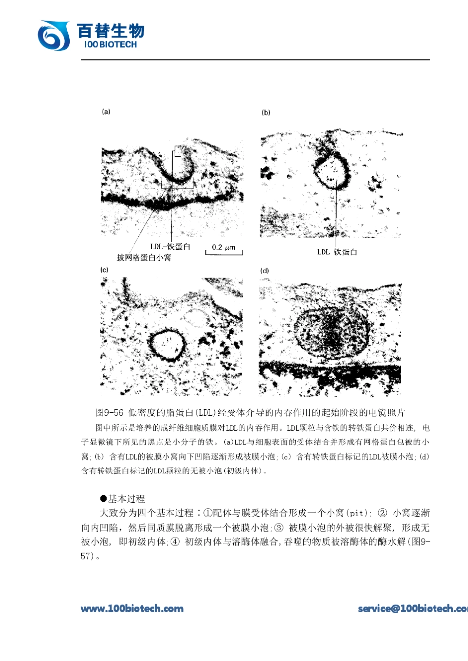 吞噬作用与内吞作用(endocytosis)__第3页