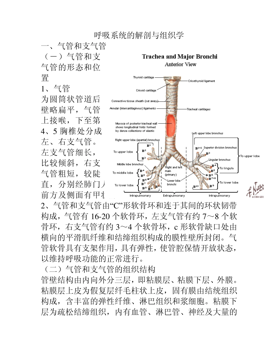 呼吸系统的解剖与组织学_第1页