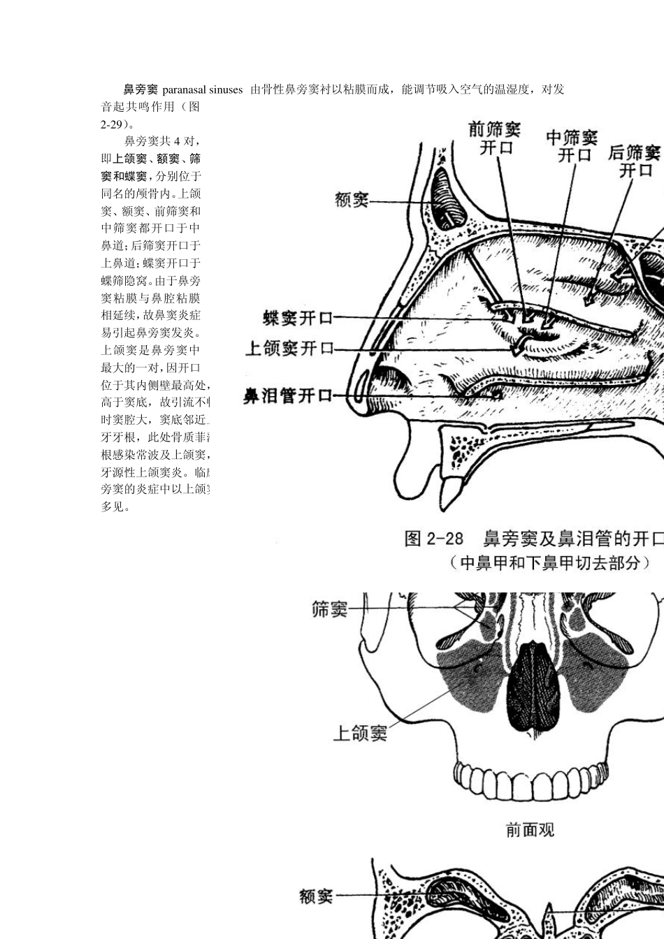 呼吸系统解剖_第3页