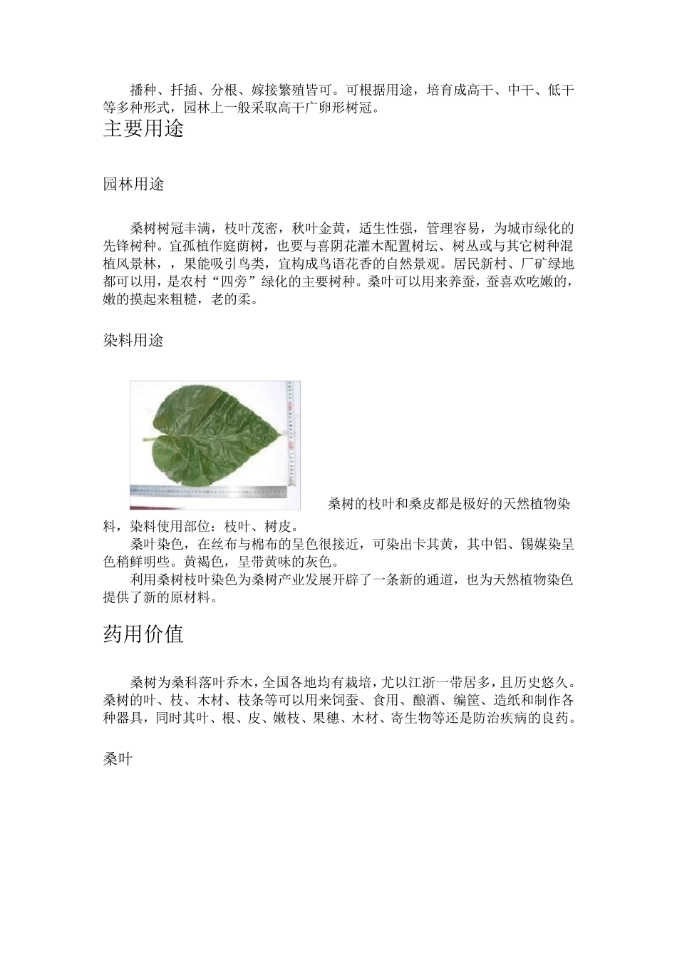 和大家介绍一下桑树及用途_第3页