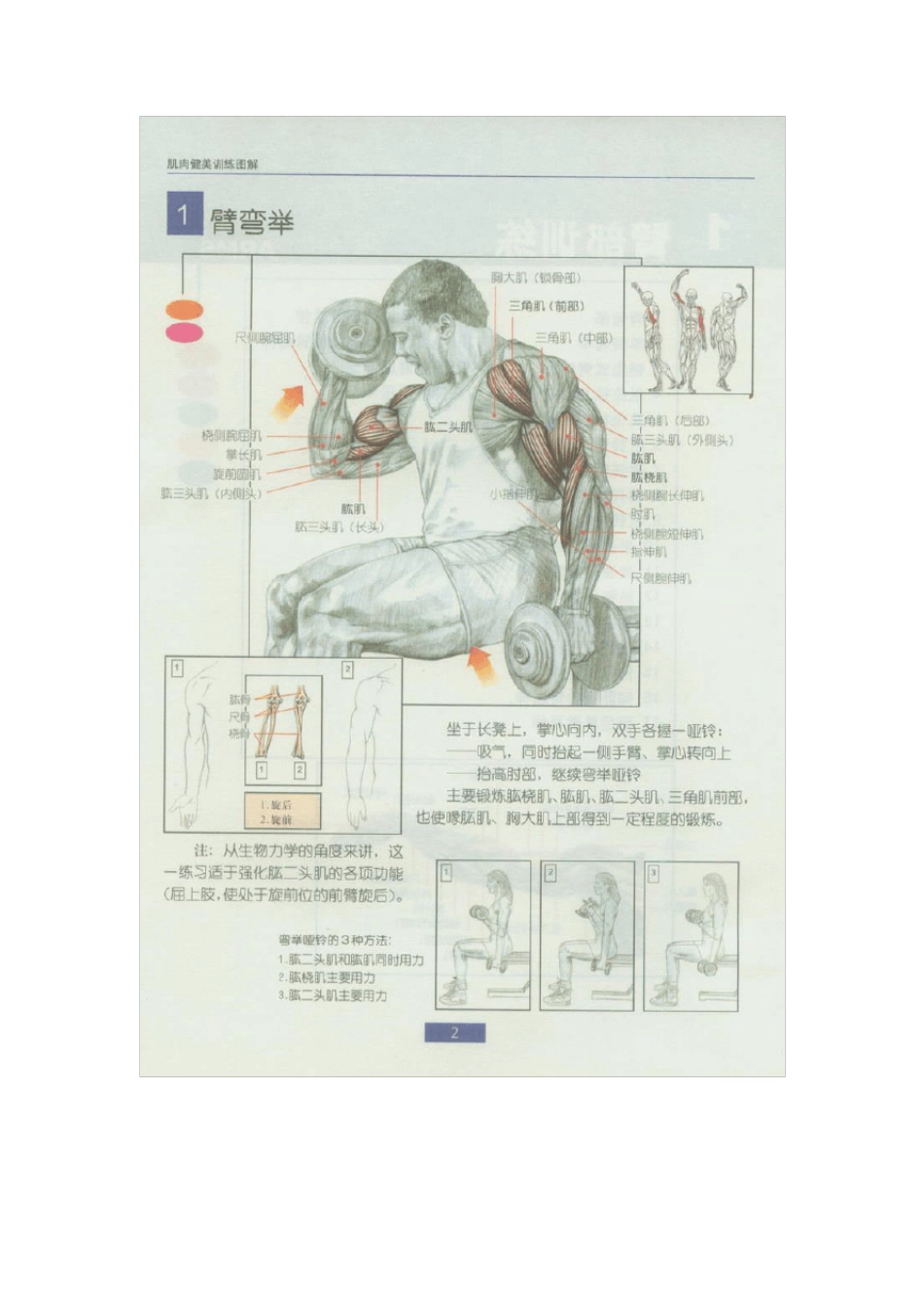 哑铃锻炼全身各部位肌肉方法图解_第1页