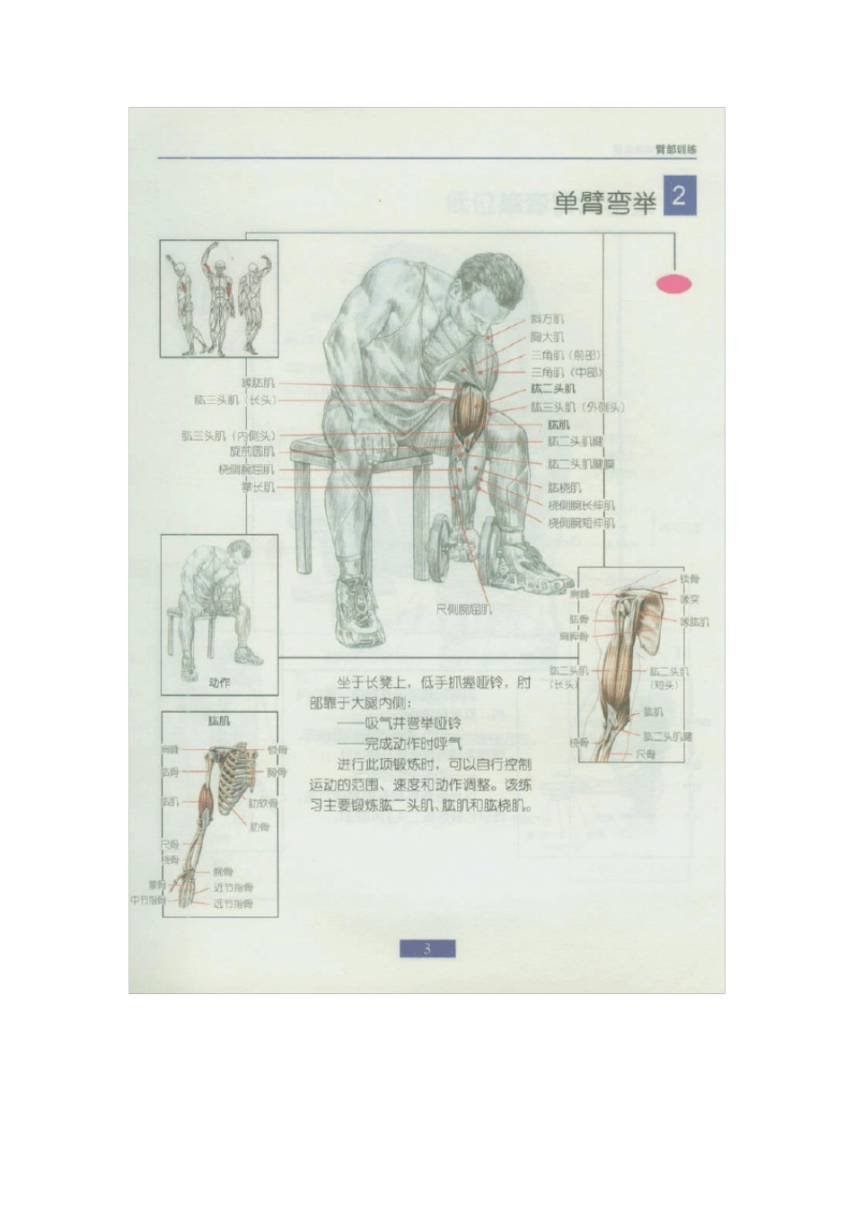 哑铃锻炼全身各部位肌肉方法图解_第2页