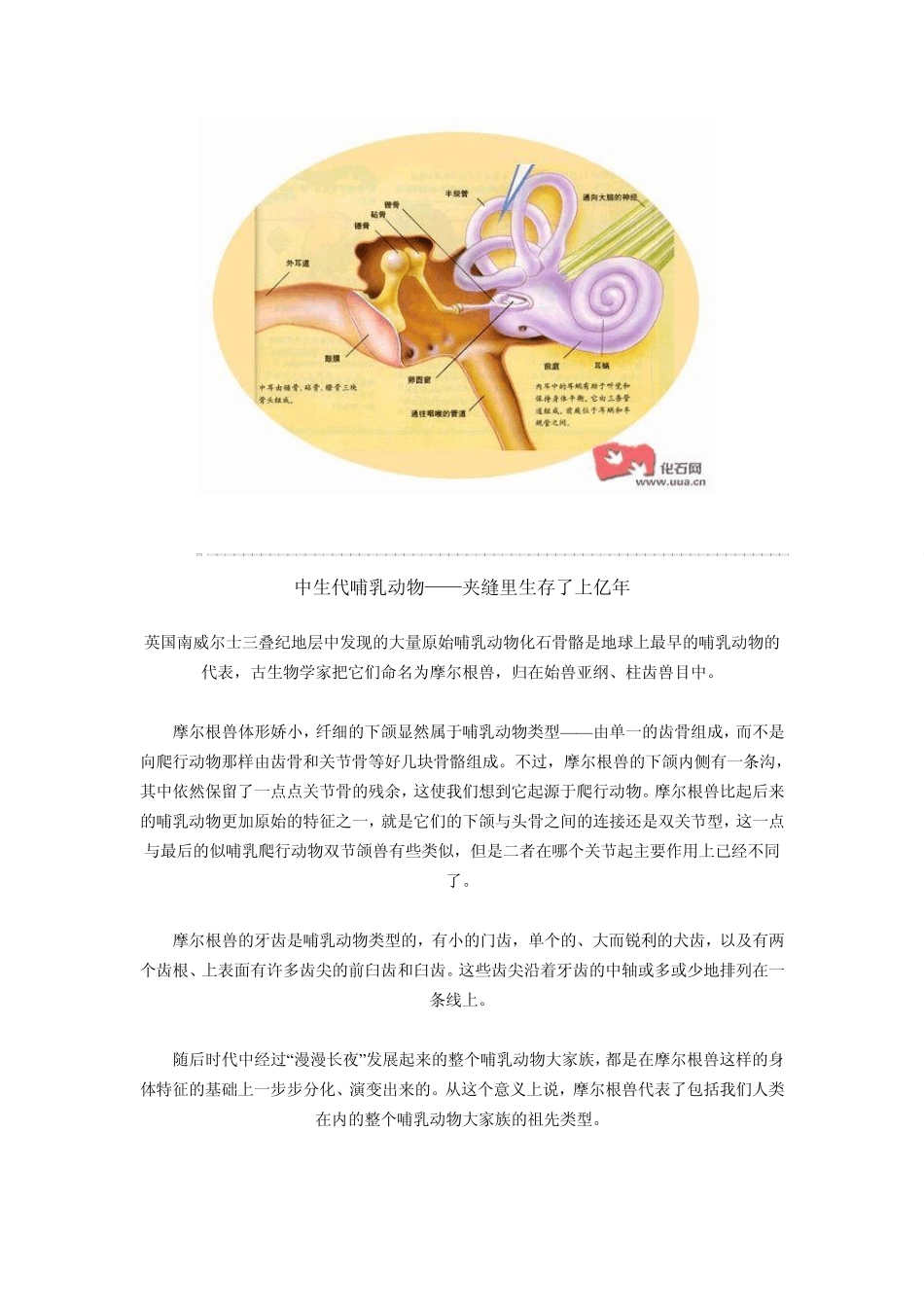 哺乳动物进化史_第2页