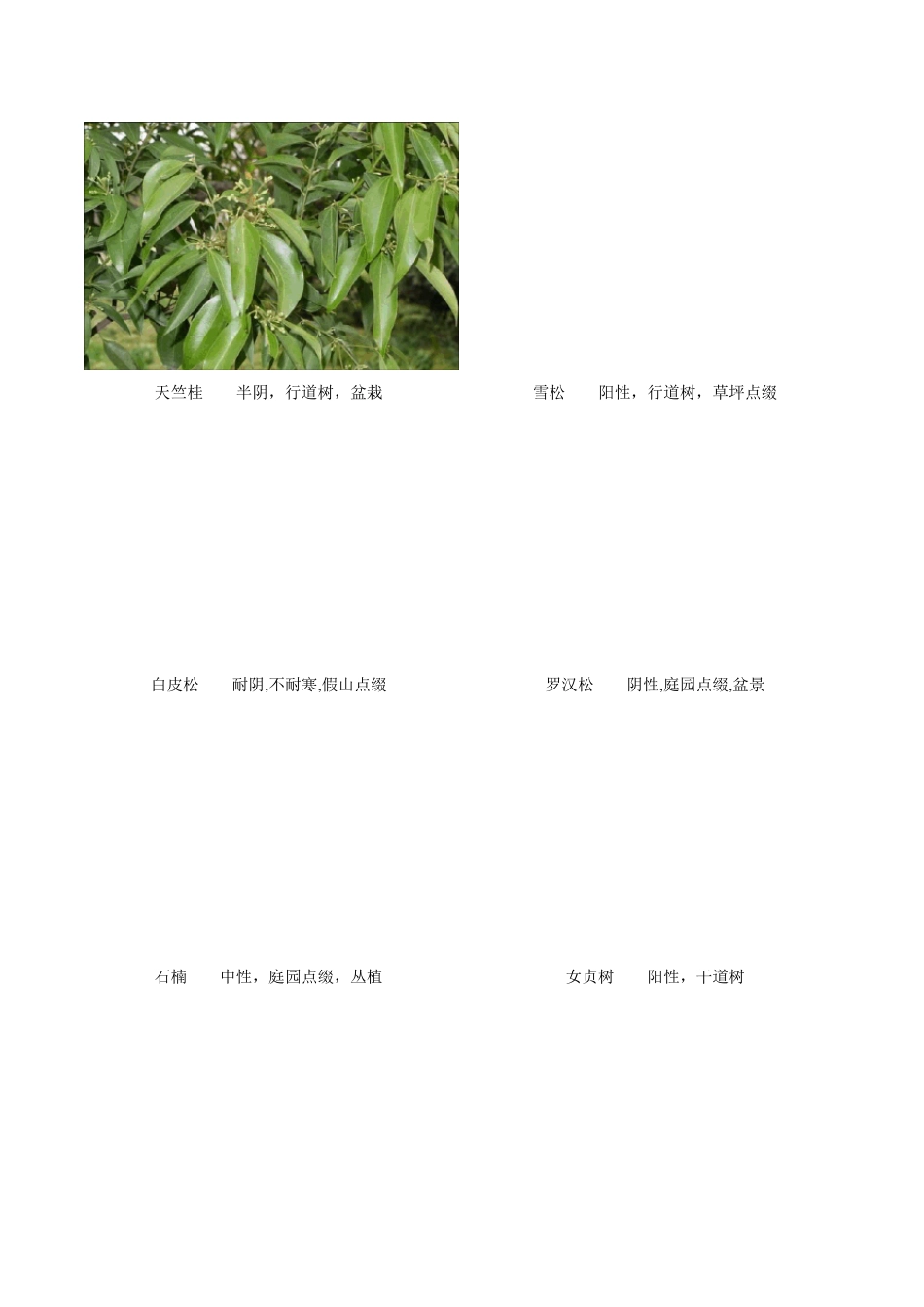 四川常见园林植物_第2页