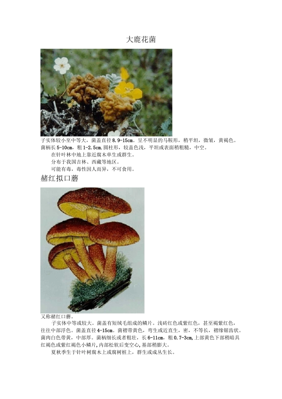 毒蘑菇图片及资料_第1页