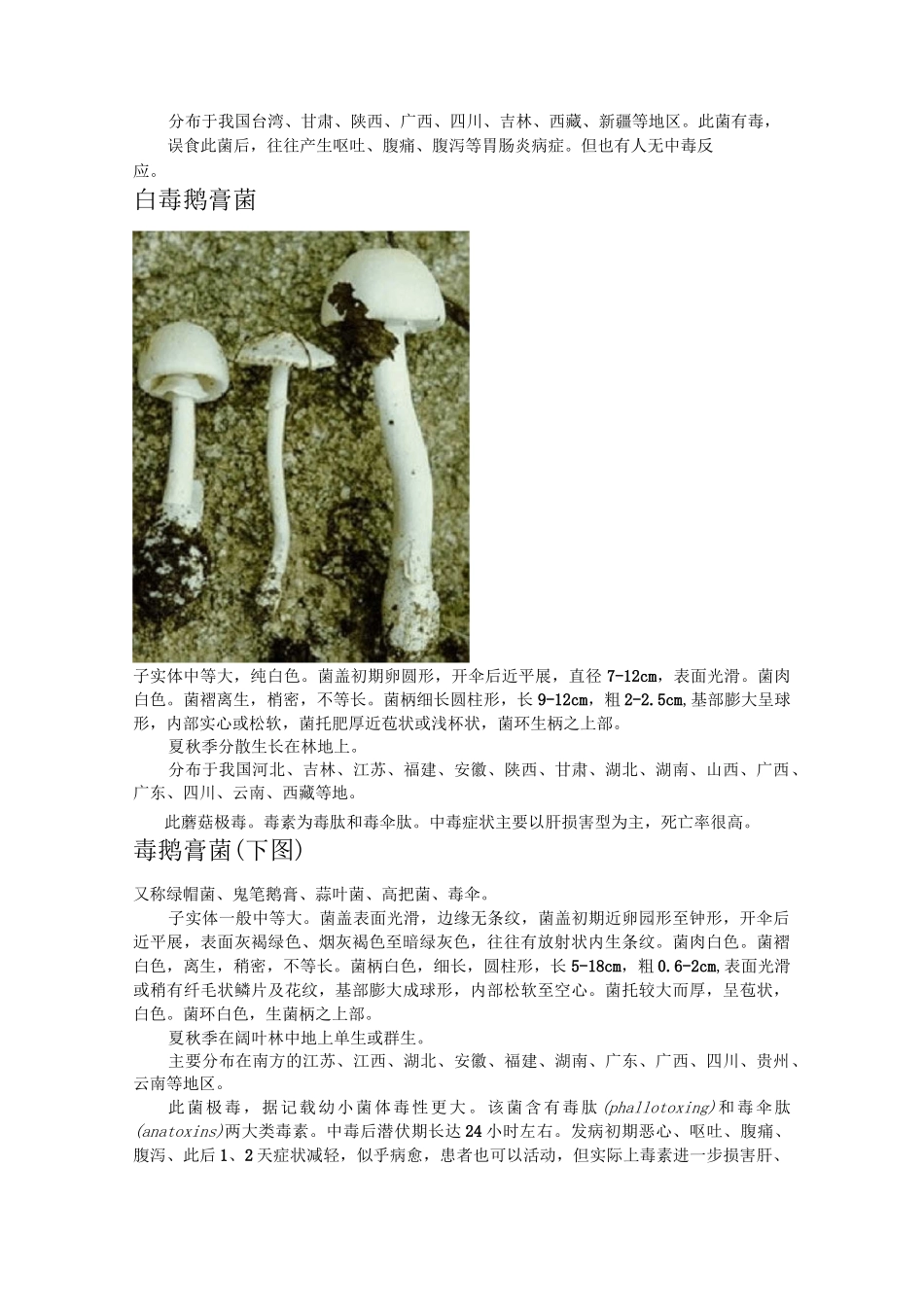 毒蘑菇图片及资料_第2页