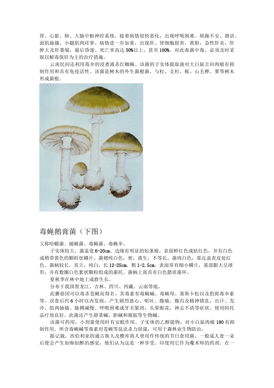 毒蘑菇图片及资料_第3页