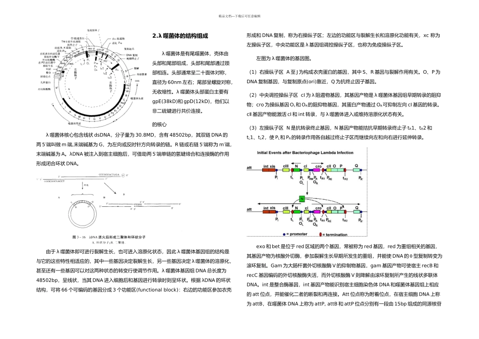 λ噬菌体的裂解性和溶原性_第2页