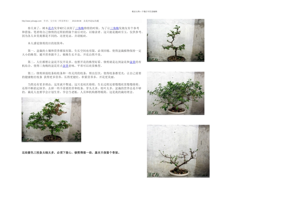 三角梅如何修剪_第1页