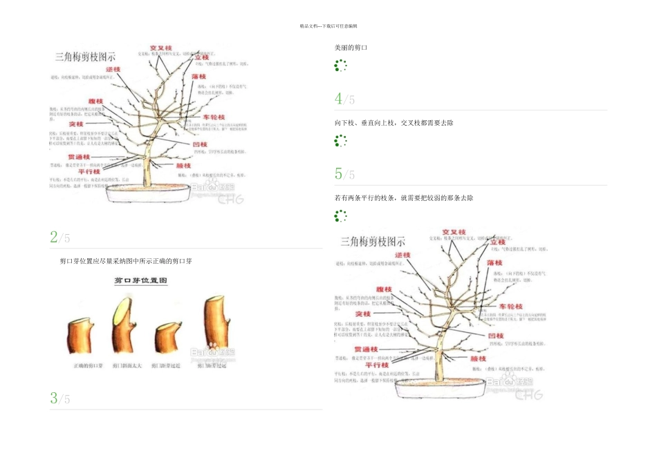 三角梅如何修剪_第3页