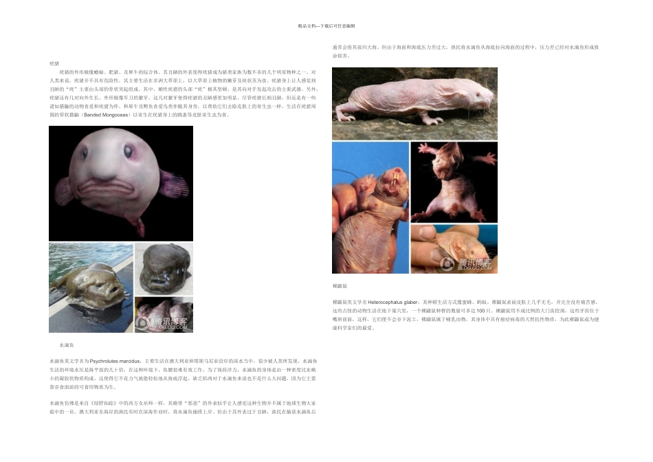 世界上最丑陋的种动物_第1页