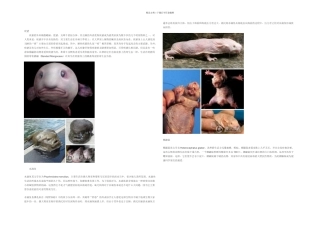 世界上最丑陋的种动物