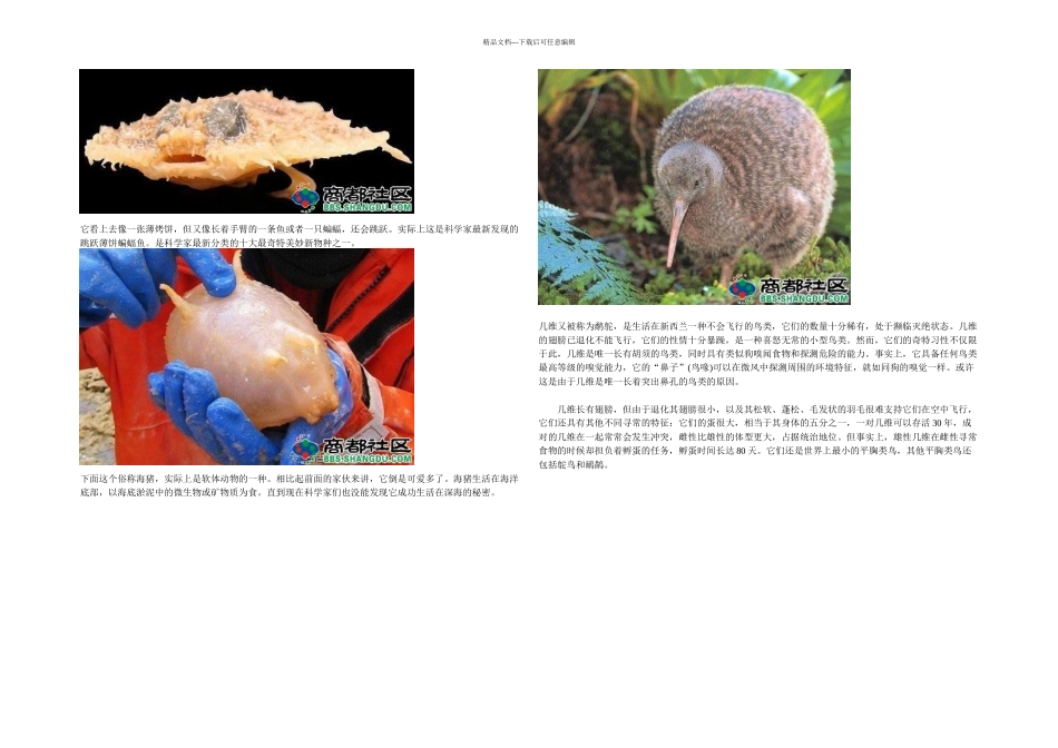 世界上罕见动物_第2页