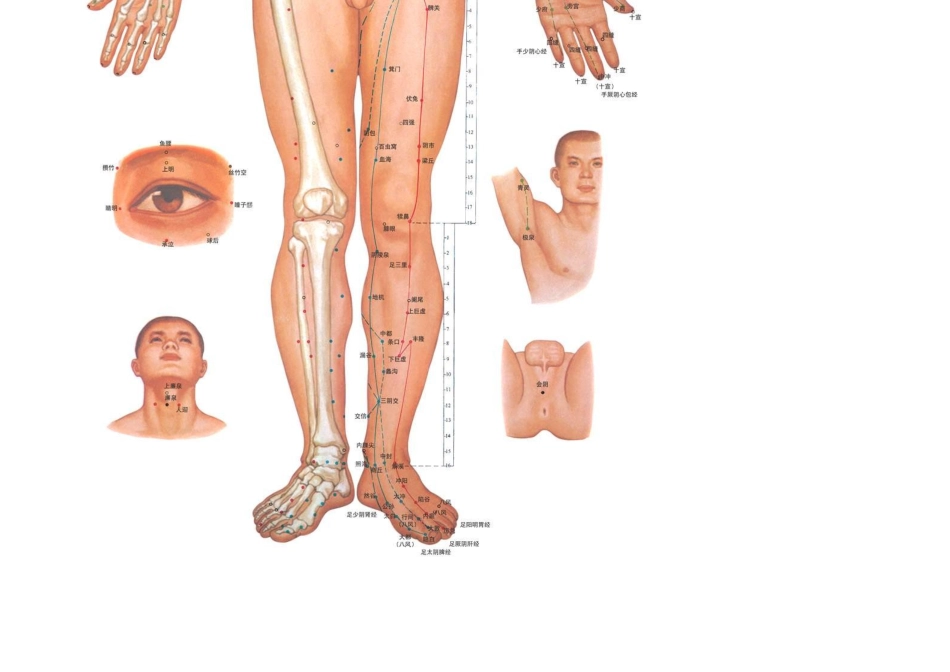 中医针灸穴位图_第3页