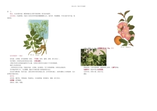 中药祛风湿药