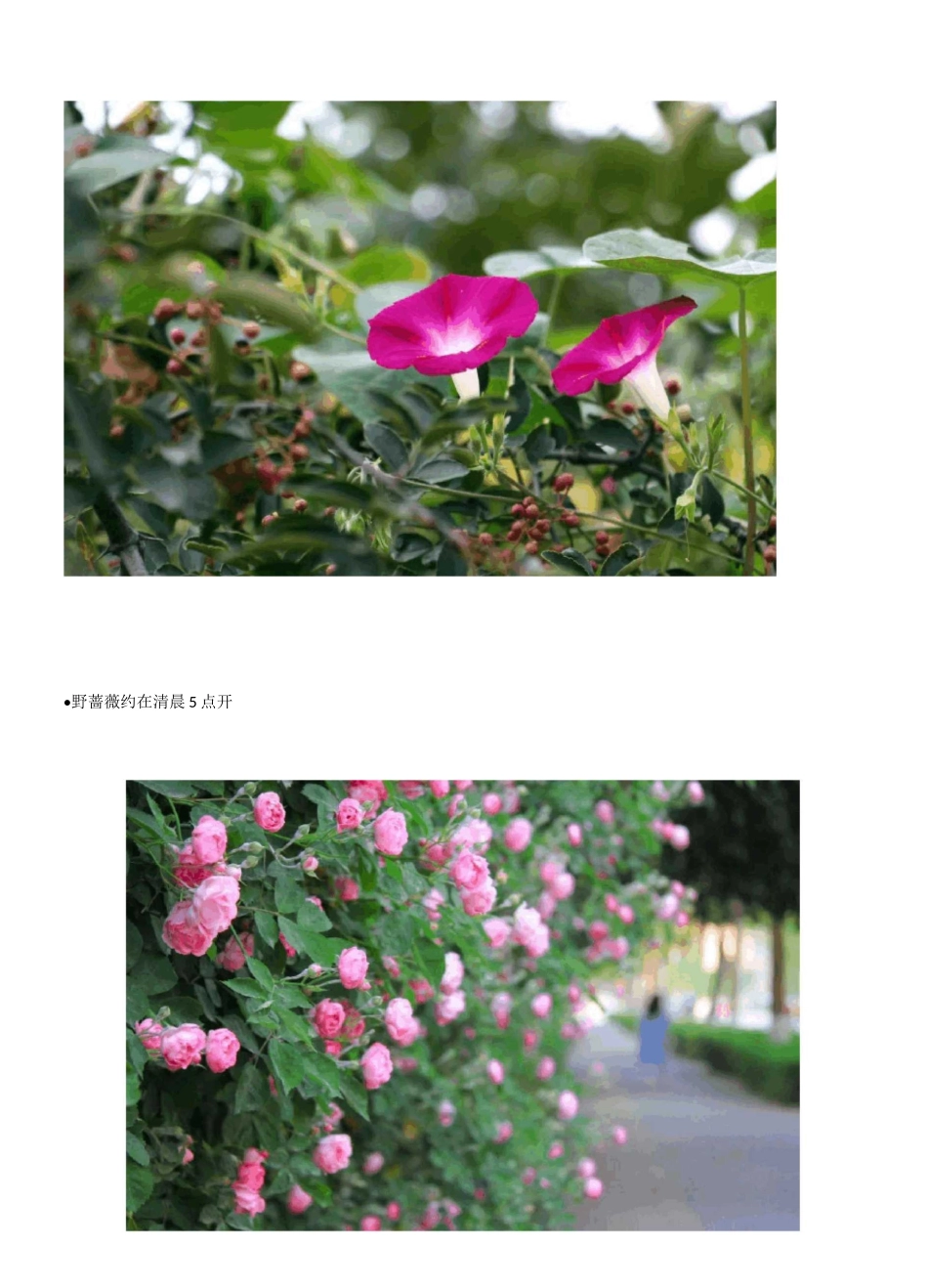 常见10种植物的开花时间规律_第2页
