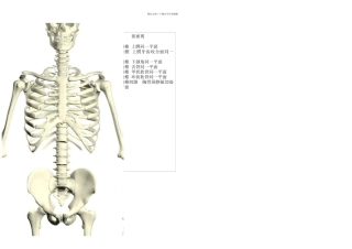 人体体表标志针刀定位